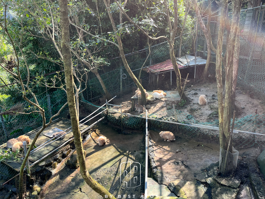 八里觀音山上的親子森林餐廳-桃樂絲柚香農場 桃樂絲柚香農場-兔子