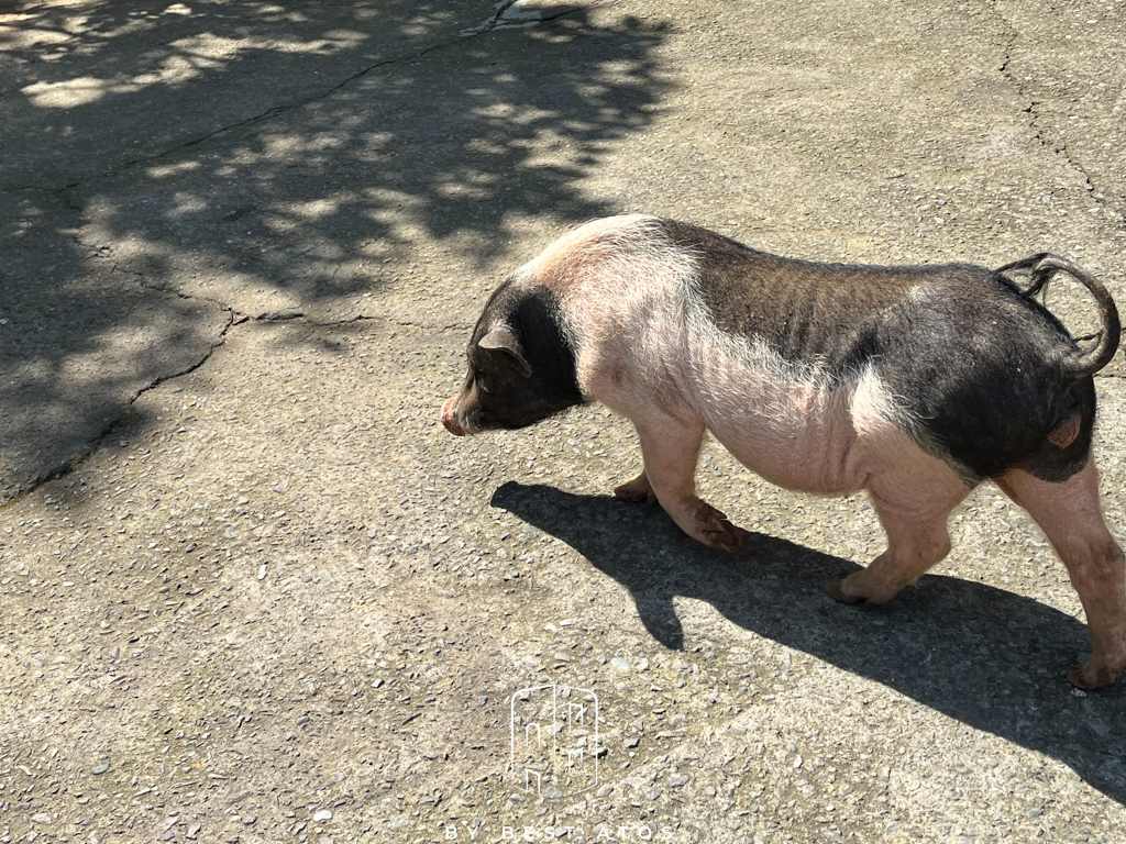 八里觀音山上的親子森林餐廳-桃樂絲柚香農場 桃樂絲柚香農場-豬豬