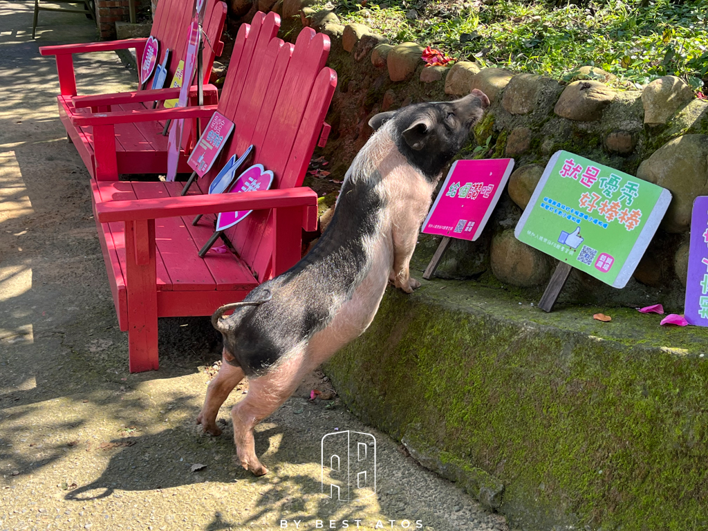 八里觀音山上的親子森林餐廳-桃樂絲柚香農場 桃樂絲柚香農場-豬豬